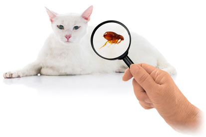 It's important to know how to find fleas on your cat.