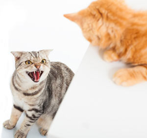 Aggressive cat hissing at a new cat.