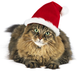 Keep your cat safe this holiday season with these tips.