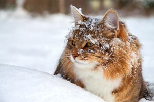 Make sure your cat can stay warm during the cold months.