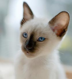 Siamese kittens are born lighter and their points darken.
