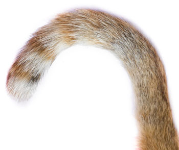 A cat’s tail position and movement can convey mood.