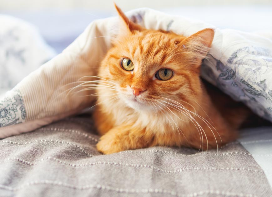 Learn about orange cats.