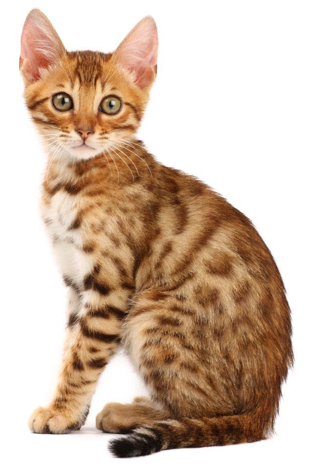 Bengal cat characteristics and information.