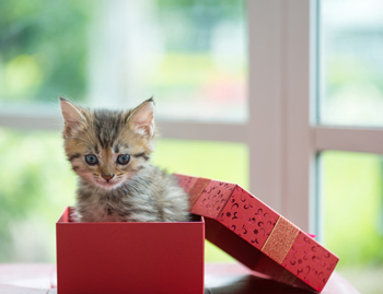 List of great holiday cat gifts.