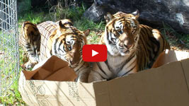 big cats exploring and enjoying boxes, just like little cats do.