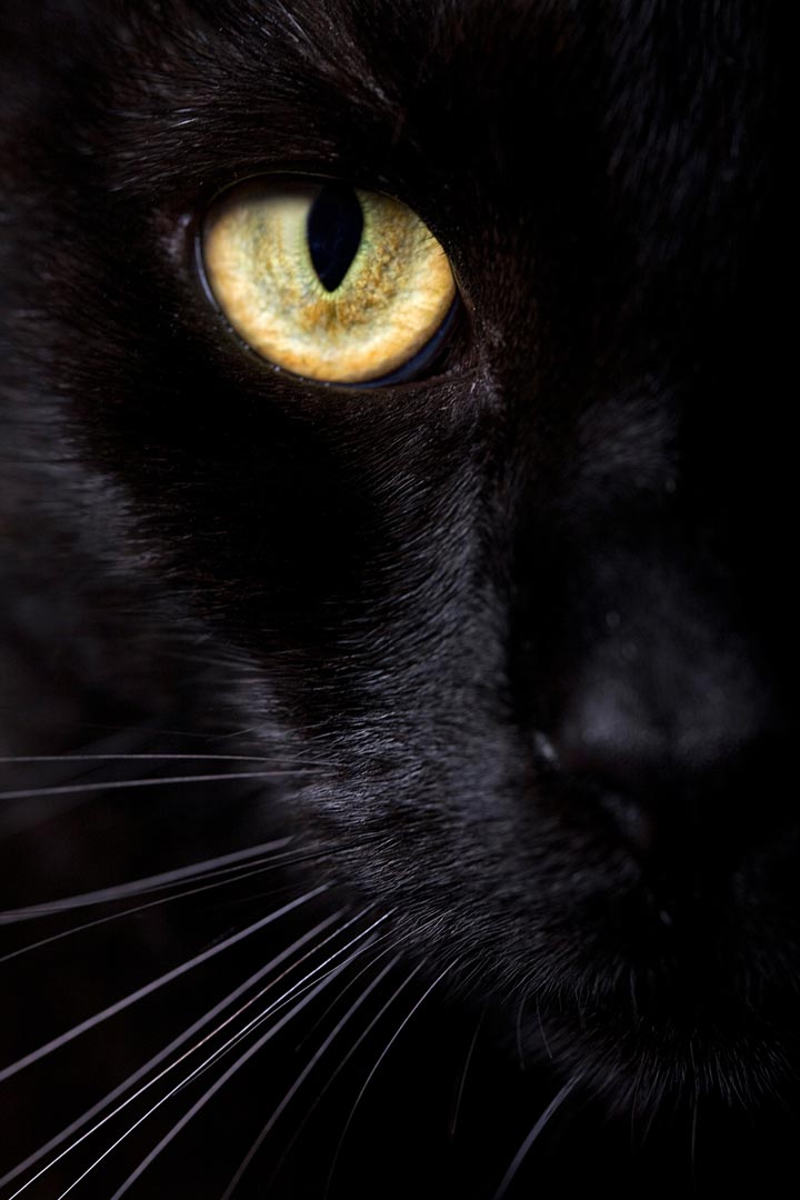 Black cats may be feared due to superstition.