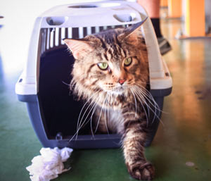 Cats can be trained to enter and ride in carriers calmly.