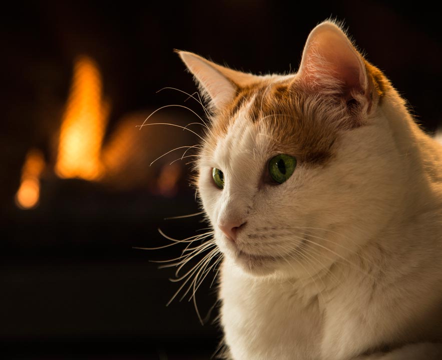 Cats can actually start house fires.
