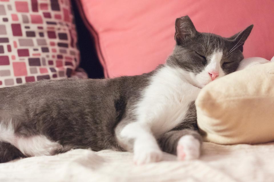 How to spoil a cat cats_napping