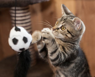 Cats need toys for stimulation and fun and they are easy to make.