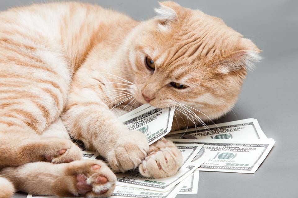 Cat vet costs climbing; prepare for cat vet bills.