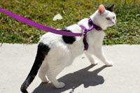 A harness is the safest way to walk a cat.