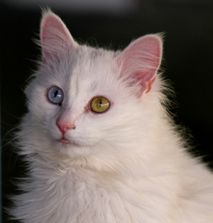 Why do some cats have two different colored eyes.