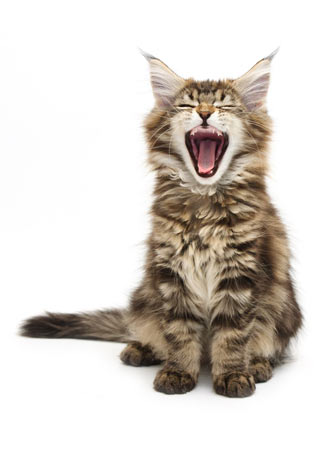 Why Cats Yawn