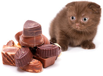 Cats and chocolate do not mix.