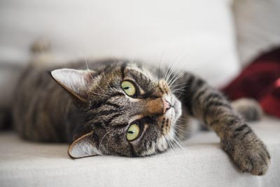 Is it safe to use essential oils around cats?
