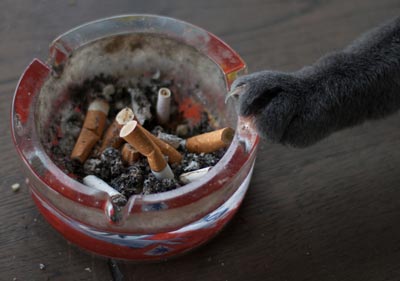 Cats are negatively affected by smoke.