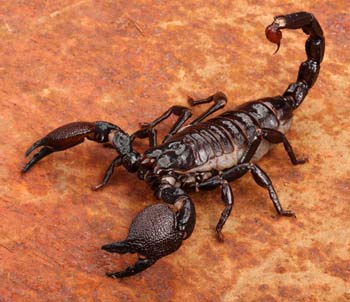 Cats aren’t immune to scorpion stings but are rarely stung.