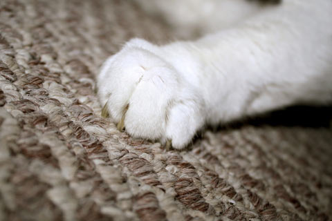 Cats may scratch carpet if they’re stressed.