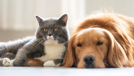 Find out some common cat breeds that are good with dogs.