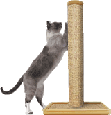 Charlie is exercising his claws on a vertical scratcher.