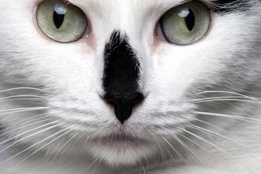 Corneal ulcers are sores in a cat’s eyes.