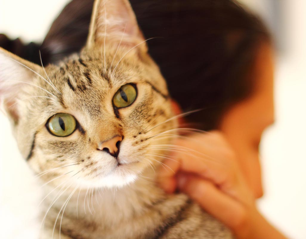 Skin culture and sensitivity testing can help diagnose skin problems in cats.