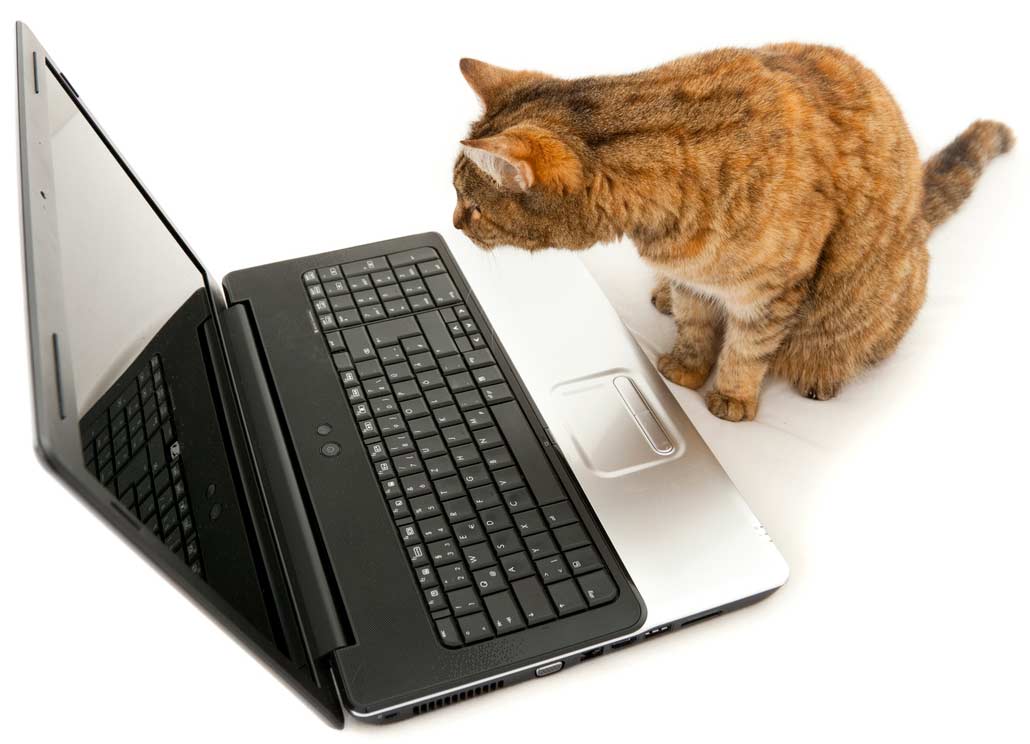 Why checking the internet when your cat is sick might be a bad idea.