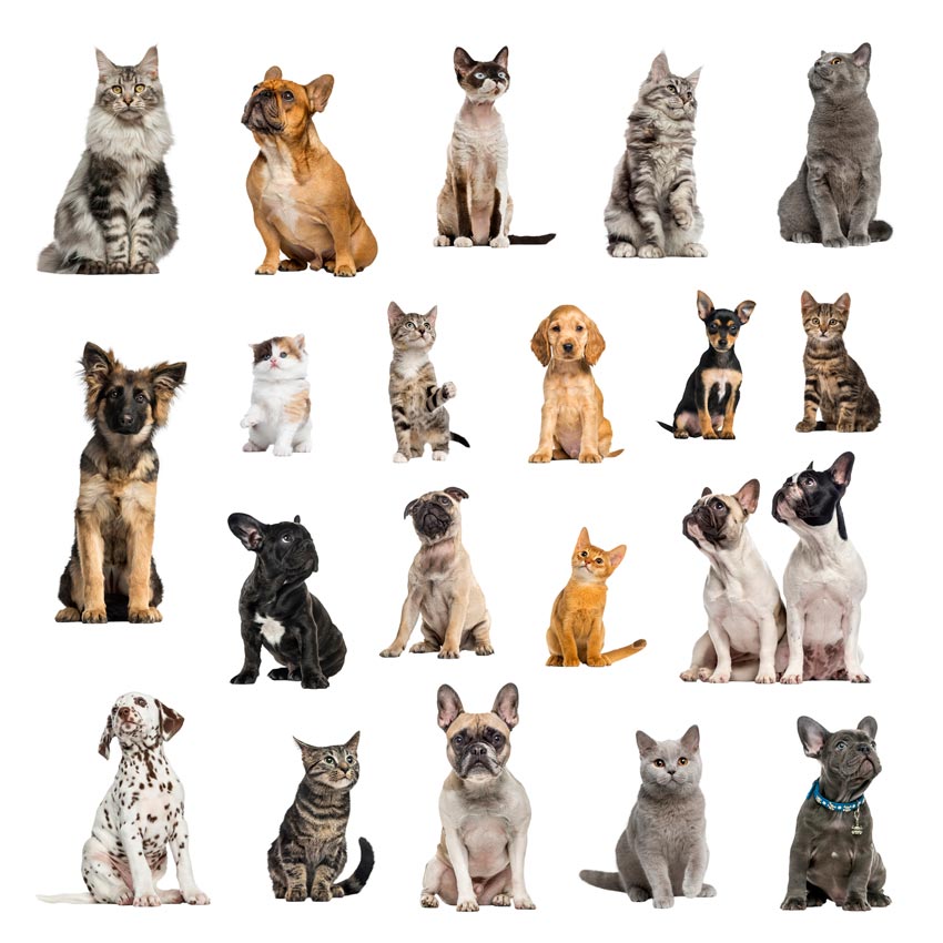 Learn why there are fewer big variations in cat breeds than in dogs.