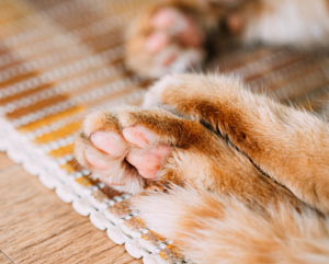 Cats sweat mainly through their paws.