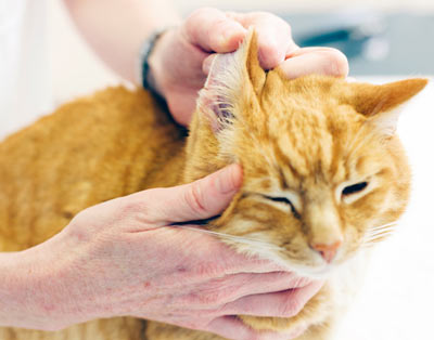 Ear hematomas are swollen ear flaps in cats.