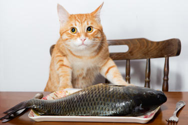 Cats love fish, but is it safe?