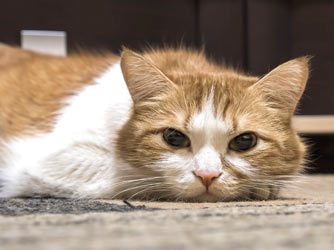 Overweight cats that lose weight too quickly are at risk for deadly fatty liver disease (hepatic lipidosis.