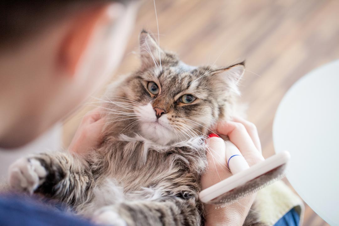 Learn how to make small tweaks in feeding for a cat with hairballs.