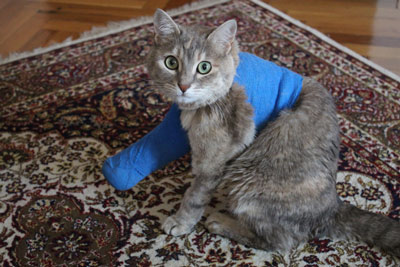 Learn what to do if your cat breaks a bone.