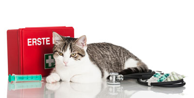Cats sometimes need first aid.