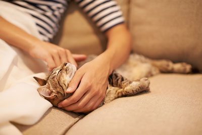 Learn what to do if your cat is bleeding.