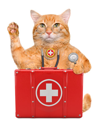 Be sure you’re ready for a feline emergency with a well-stocked first aid kit.