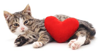 Valentine’s Day can be enjoyable for you and your cat.