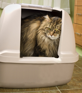 Cats are particular about litter box placement.