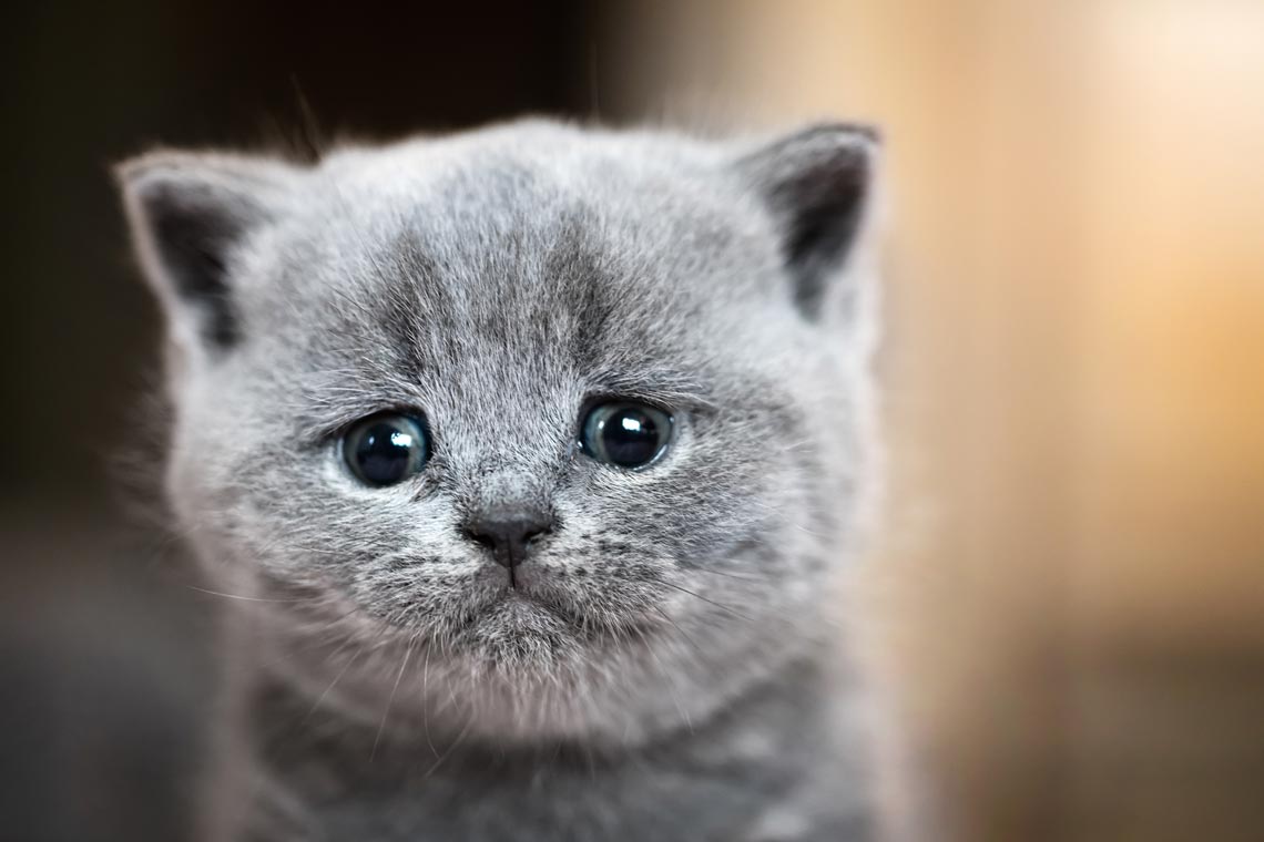 Learn about signs of grief in cats.