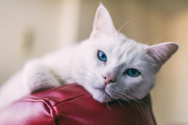 Some areas of a cat’s body can harbor hidden pain.