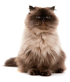 Himalayan cats are a long-haired version of Persians.