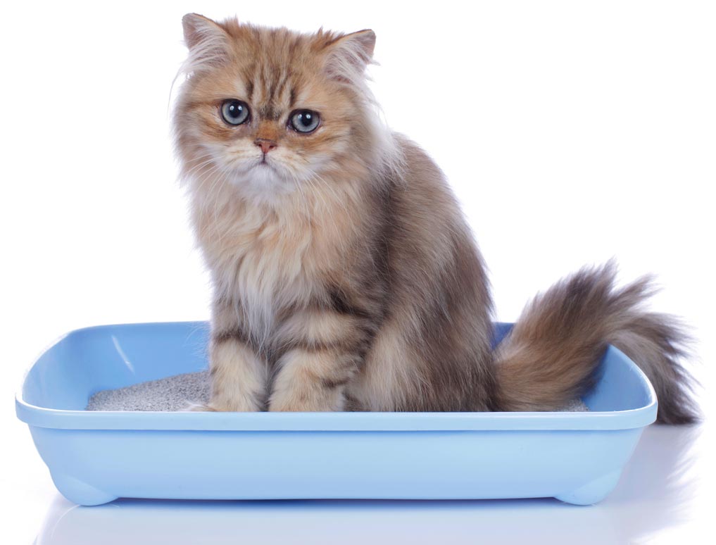 The history of cat litter is mostly accidental.