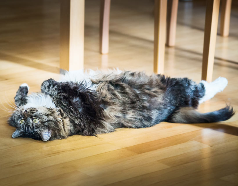Learn ways to keep from tripping and falling over your cat.