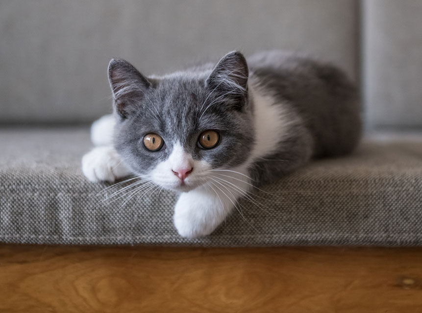 Learn the best way to change a cat’s bad behavior.