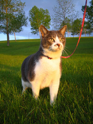 Cats can learn to walk on leashes.