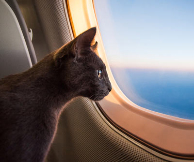Tips for flying with your cat.
