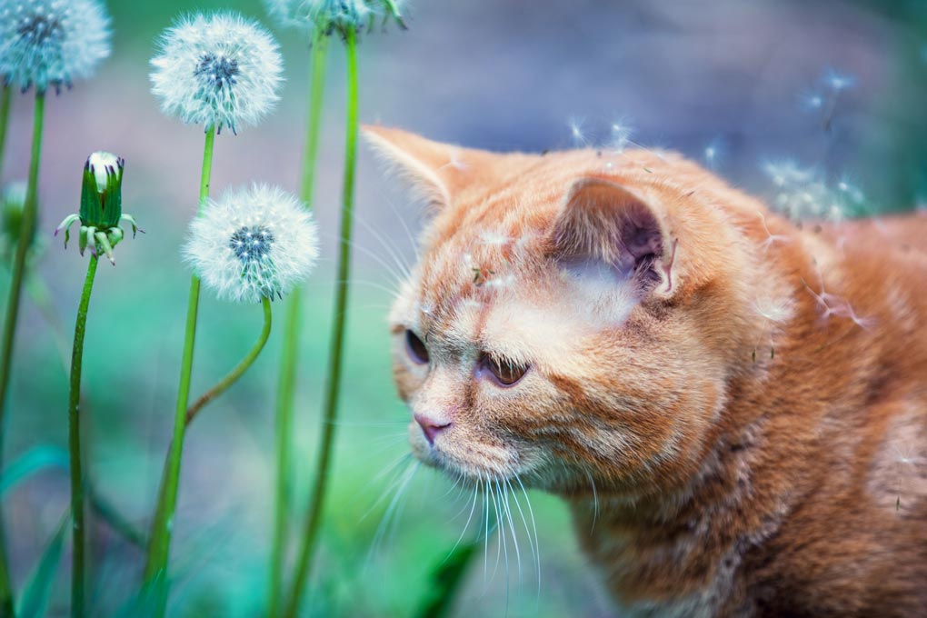 Cats with itchy skin might have an inhalant allergy.
